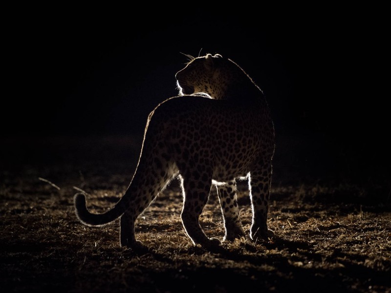Night Game Drive