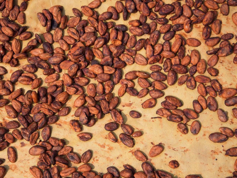 Oaxaca Artisanal Chocolate Experience