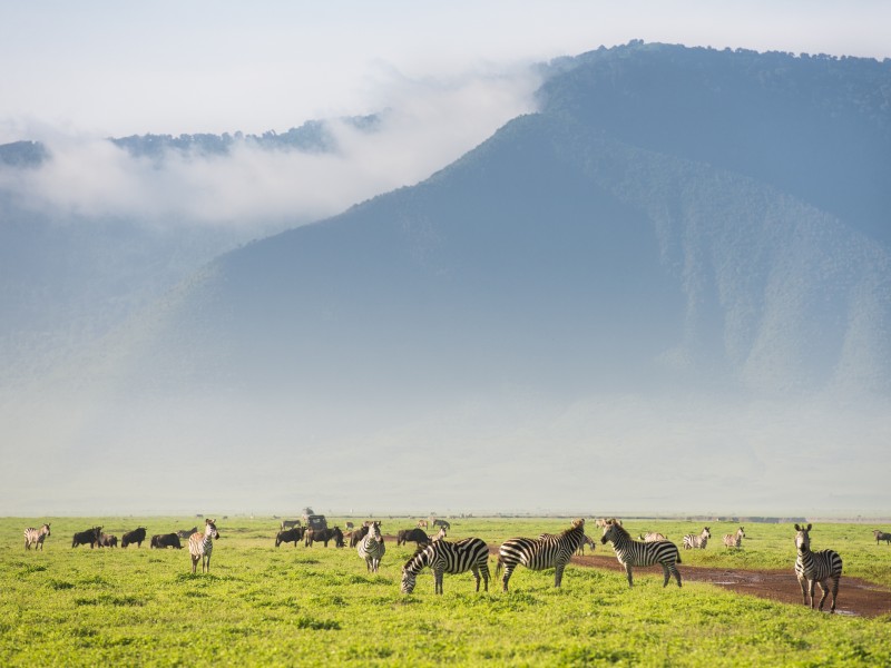 Zebras - Ngorongorokrater - Tansania
