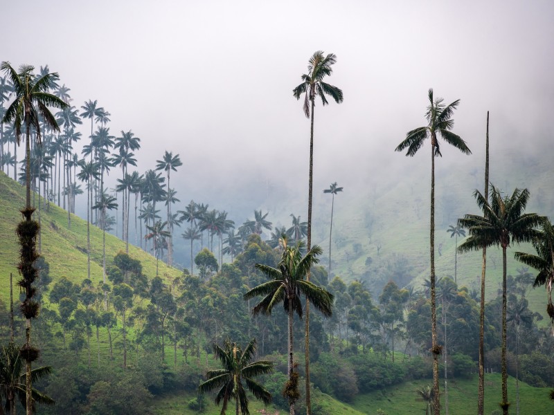 Cocora Tal 