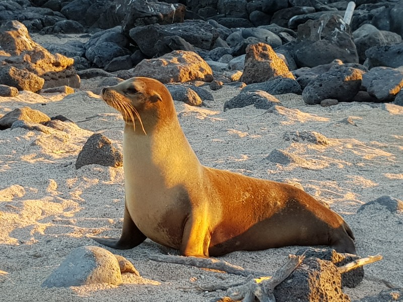 Galapagos - Seelöwe