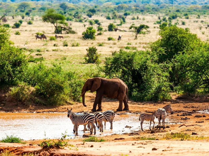 Wildtiere-Tsavo East NR-Kenia