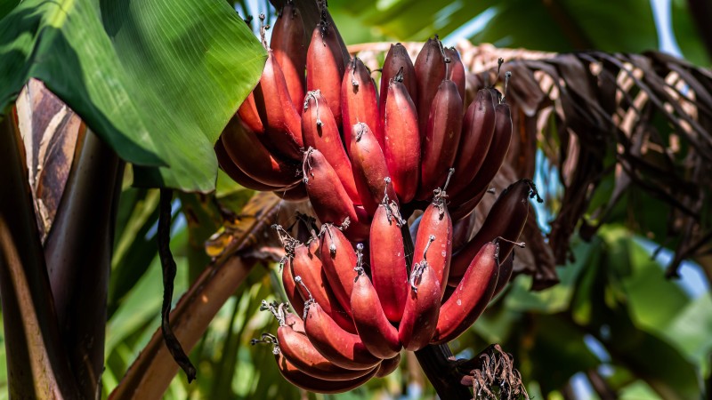 Farmtour in Mto wa Mbu