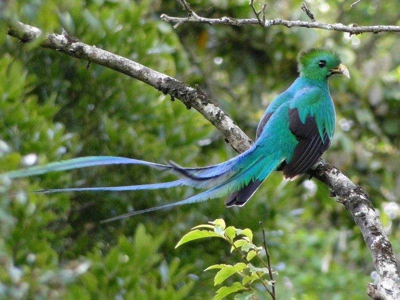 Mount Totumas - Quetzal