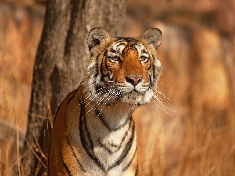 India_India_Ranthambhore National Park