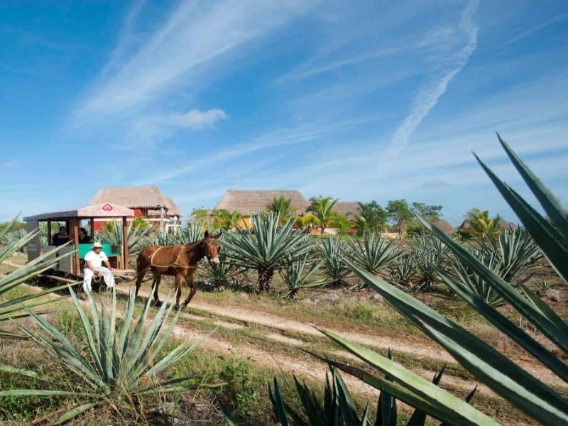 Hacienda Sotuta de Peon - Maultierwagen