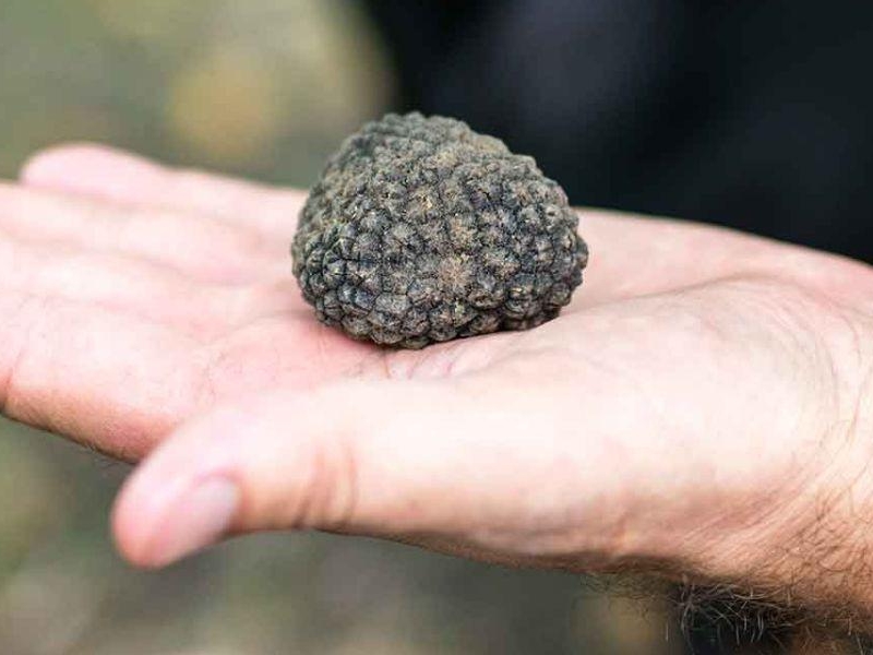 Truffle