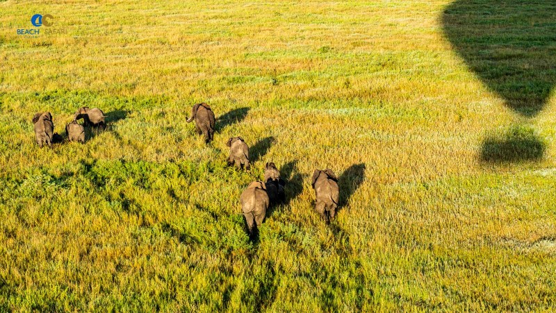 Hot Air Balloon Safari Serengeti