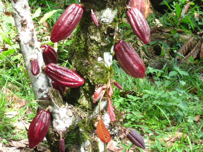 Oreba Chocolate Farm - Kakao