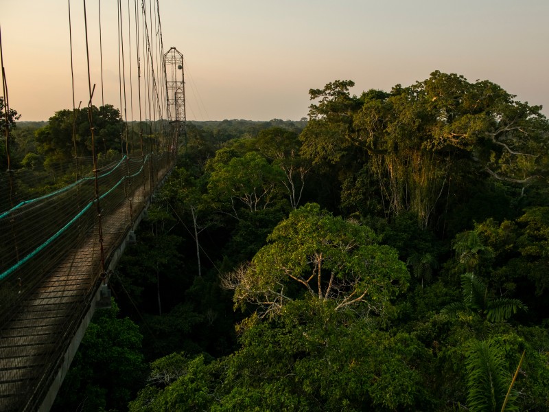 Sacha Lodge Hängebrücke