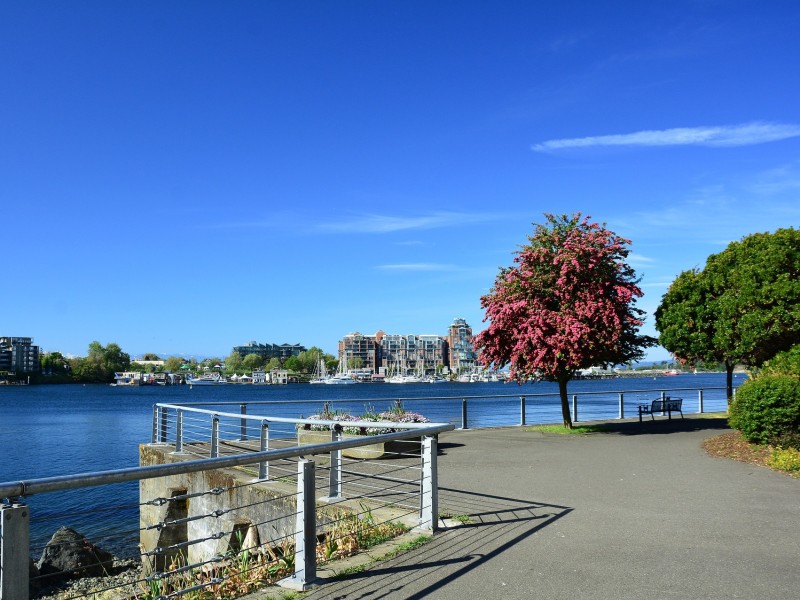 Tree in Victoria, Canada