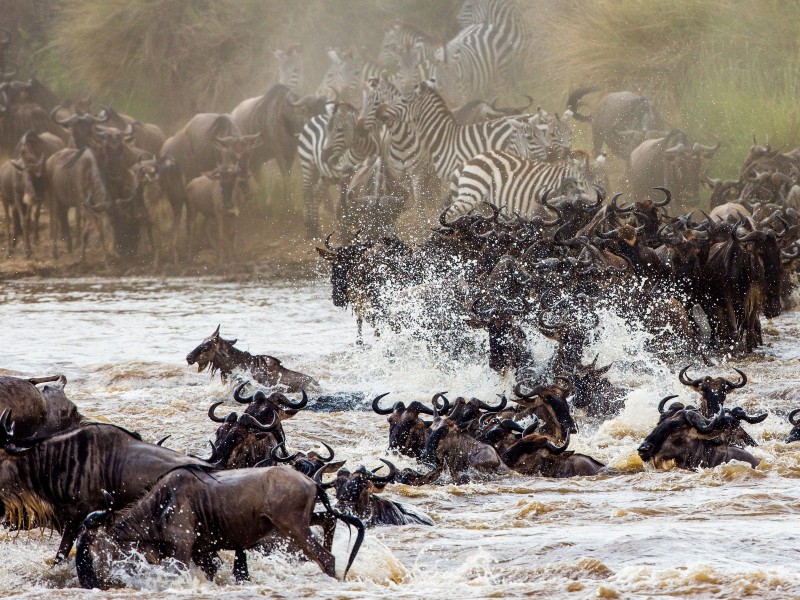 Kenya - Migration Masai Mara