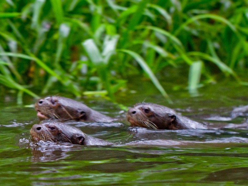 Napo Wildlife Center - Fischotter