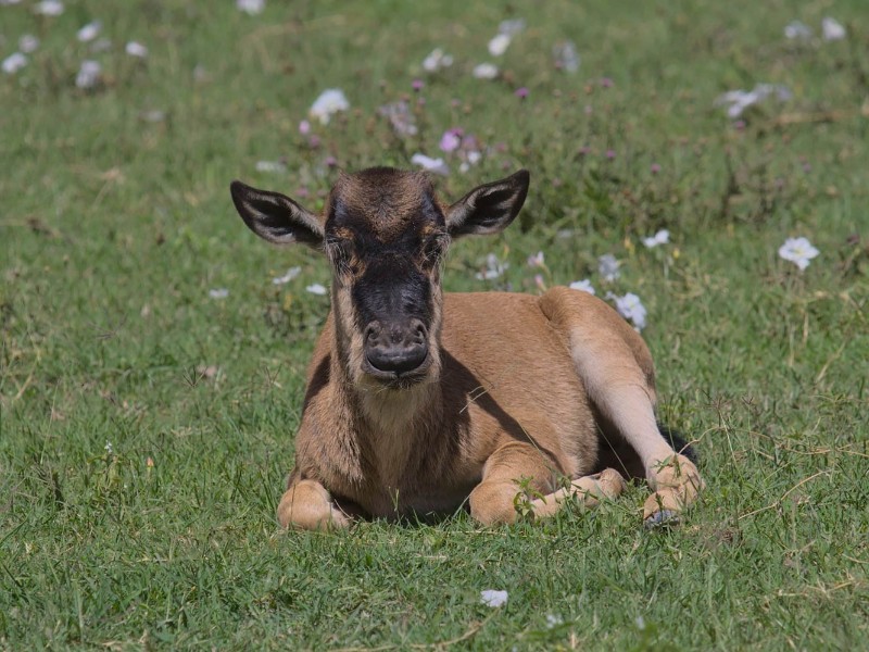 Wildebeest