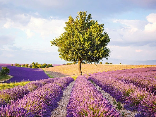 France - Valensole