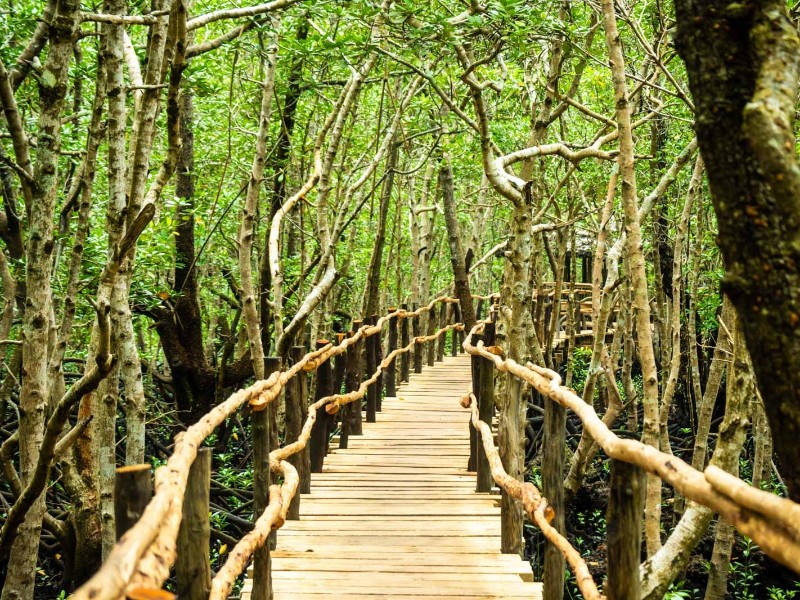 Jozani Forest in Zanzibar
