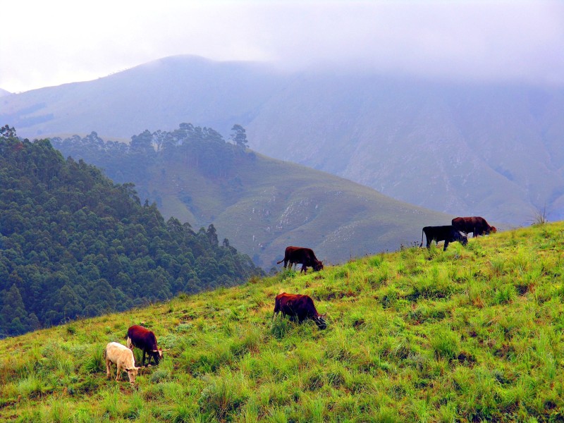 South Africa - eSwatini