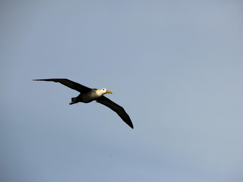 Galapagos-Albatros im Anflug