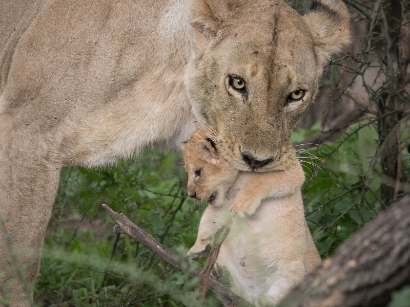 Lion