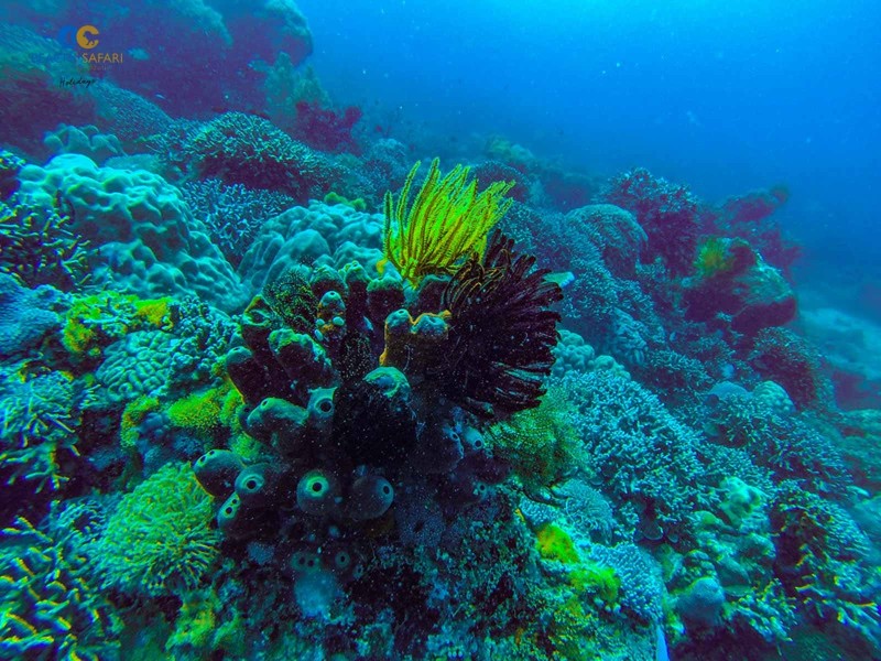 Snorkelling in Zanzibar