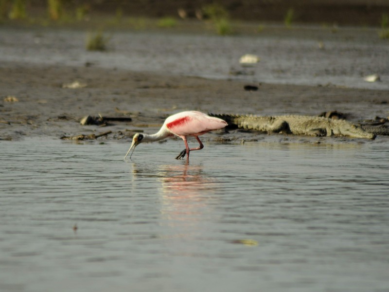 Carara - Rosa Löffler