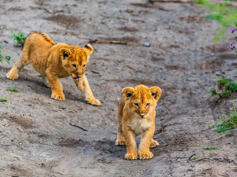 Lion