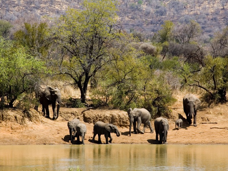South Africa - Pilanesberg National Park