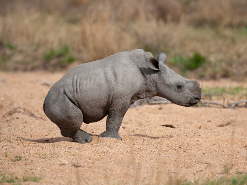 Weißes Rhinokalb-Südafrika