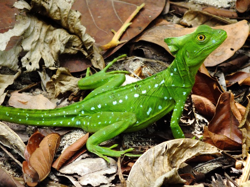 Eidechse - Cahuita Nationalpark