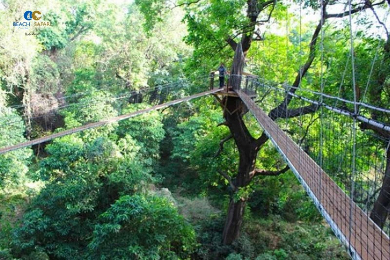 Tree Tops Air Walkway at Lake Manyara