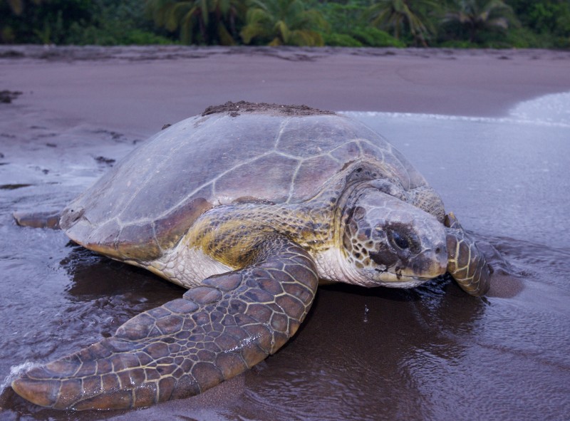 Meeresschildkröte nach Eiablage