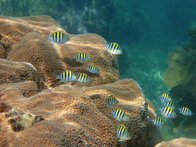 Puerto Morelos - Schnorcheln