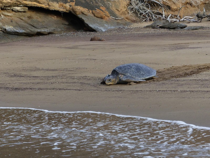 Wasserschildkröte nach dem Eierlegen