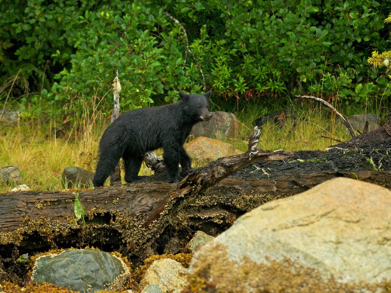 Canada - Tofino
