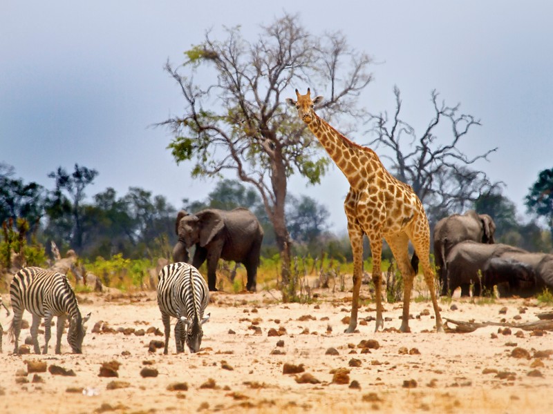 Wildtiere-Hwange NP-Botswana