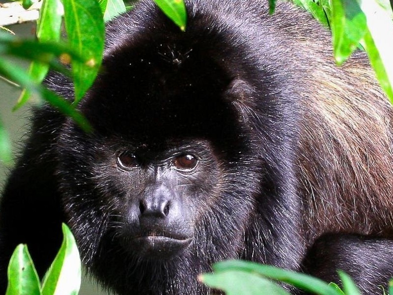 Manuel Antonio Park Nature Guided