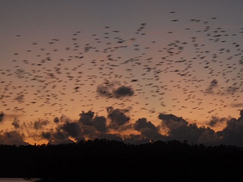 Parrot Island
