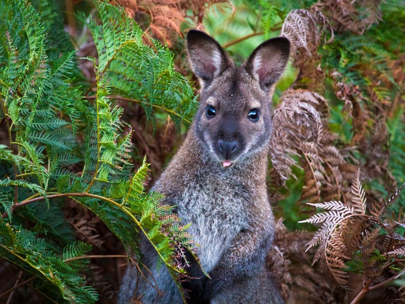 Wallaby