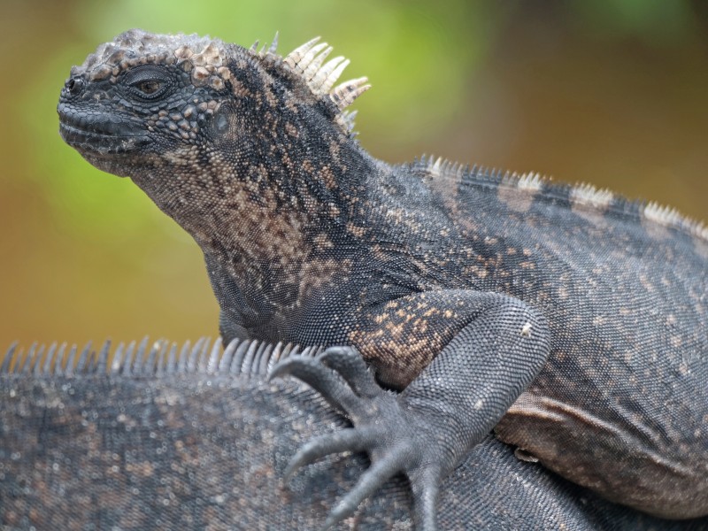 Marine iguanas - Isabela