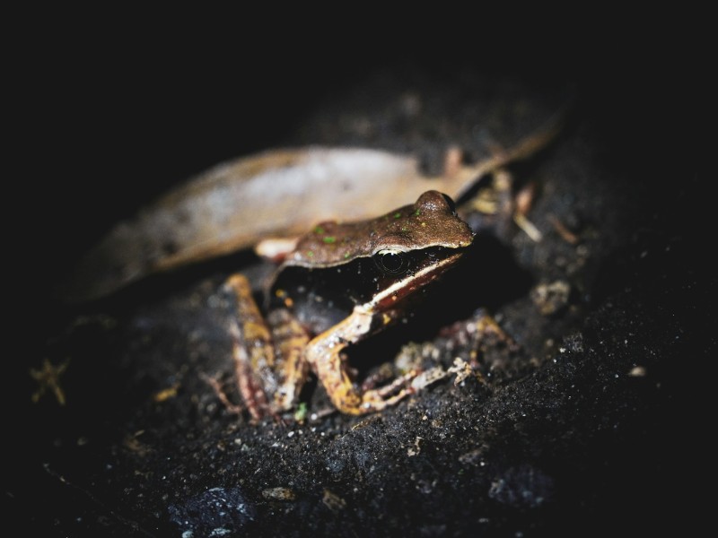 Night Creature