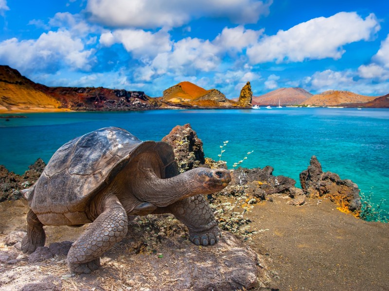 Ecuador - Galapagos - Tortoise