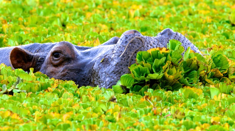 Hippopotamus