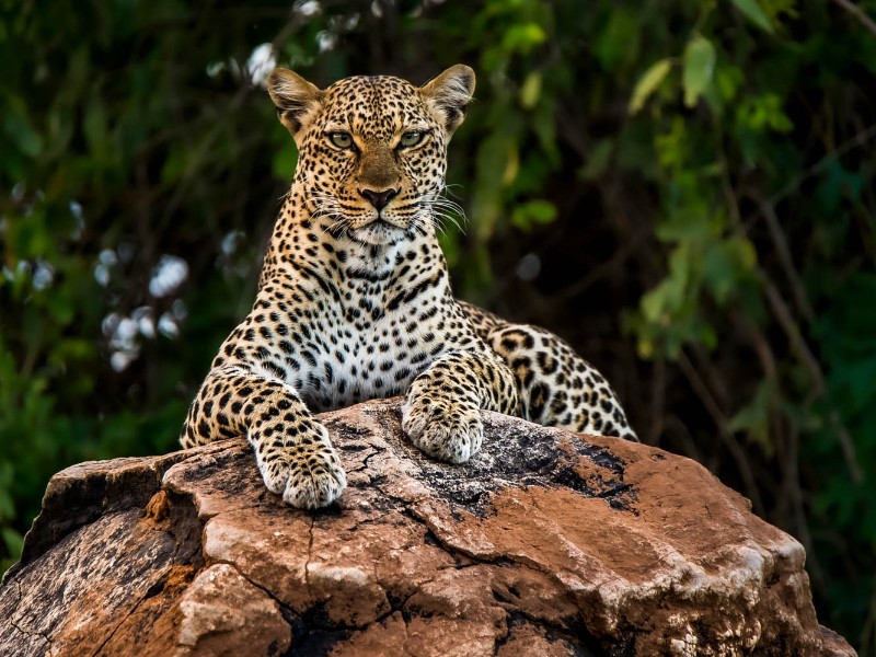Leopard