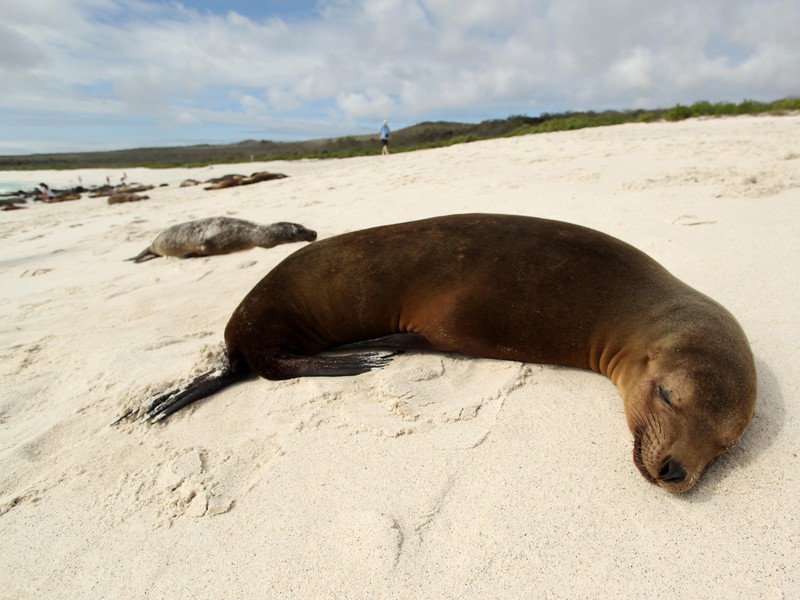 Sleeping sea lion on Española beach