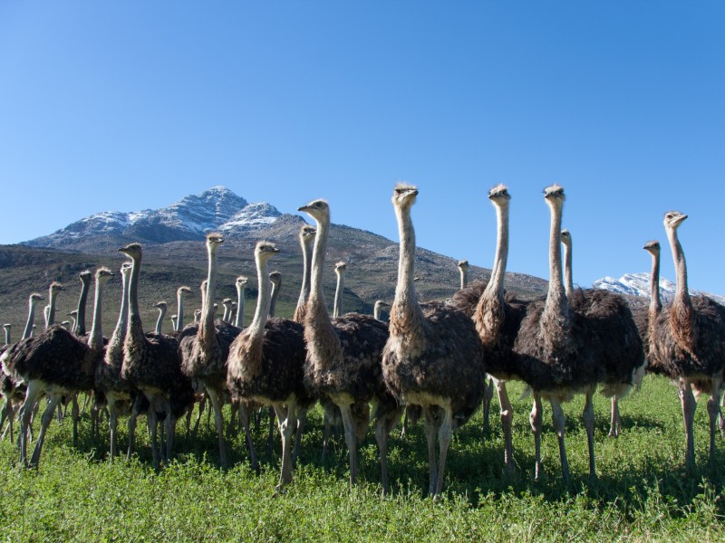 Strauße-Oudtshoorn-Südafrika