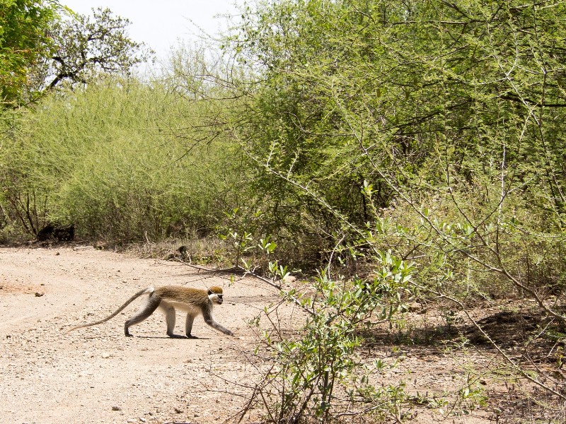 Wildlife