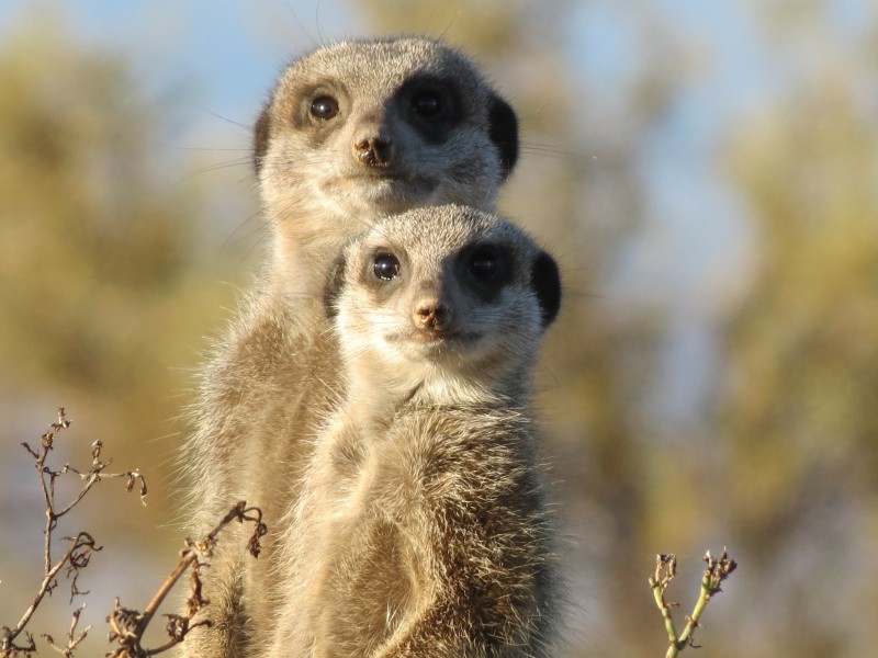 Erdmännchen