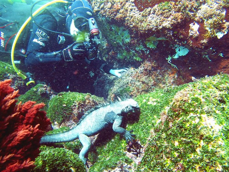 Geheimnisse der Unterwasserwelt