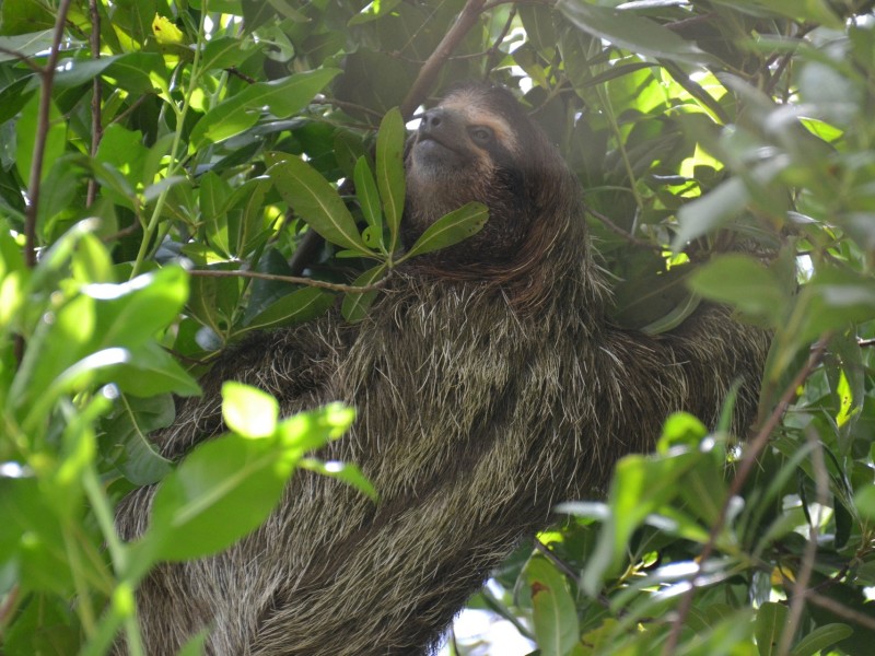 Seesterne Strand Tierreich