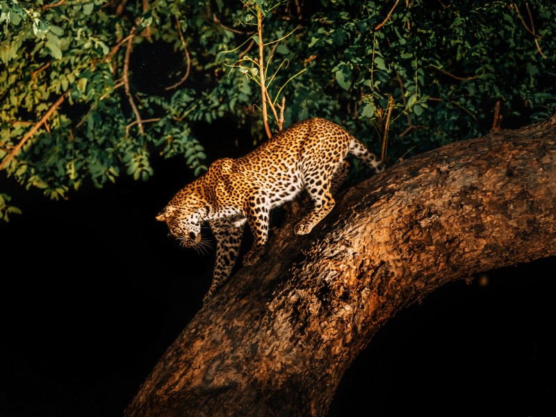 Leopard in der Dunkelheit - Sambia